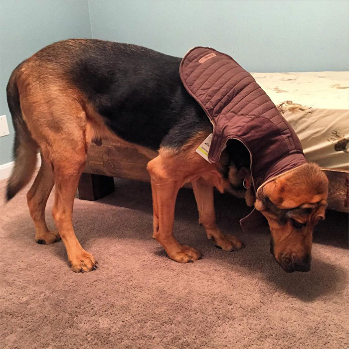 Dog wearing an ill-fitting coat, representing online purchases regret.