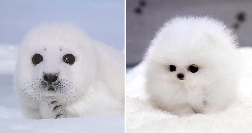 Seal Looks Like Dog