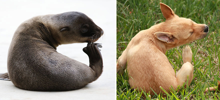 Seal Looks Like Dog