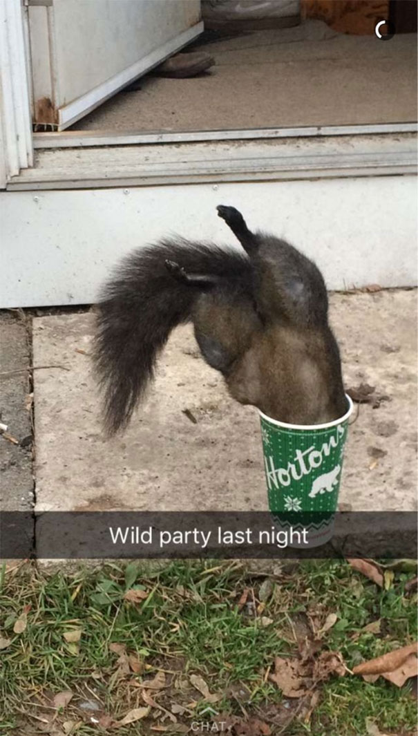 Squirrel hilariously stuck in a coffee cup outside a door with caption "Wild party last night."