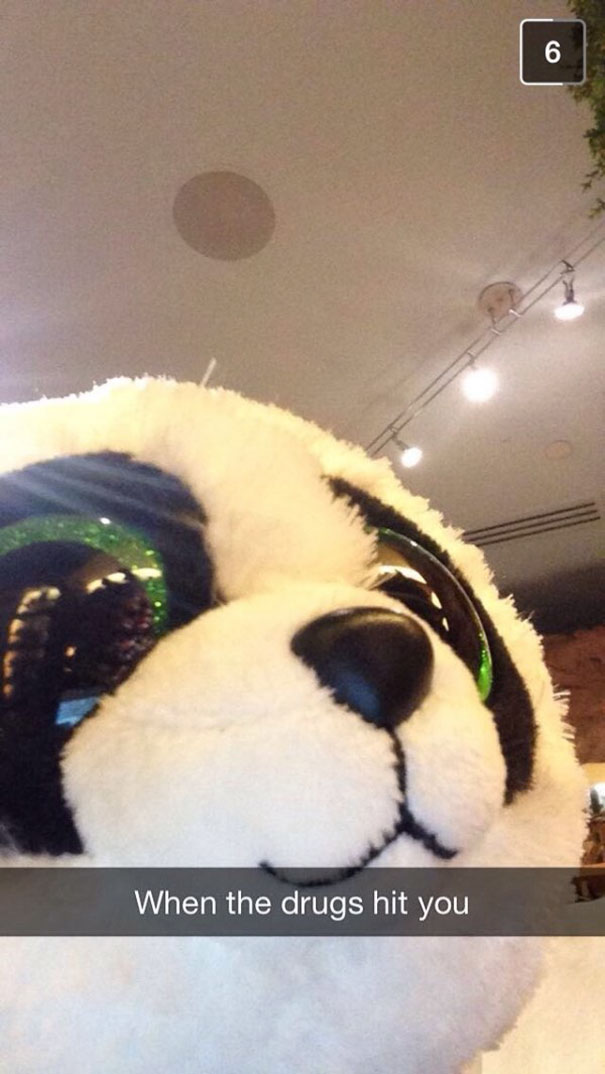 Close-up of a plush panda's face with Snapchat caption "When the d***s hit you," showing one of the hilarious Snapchats.