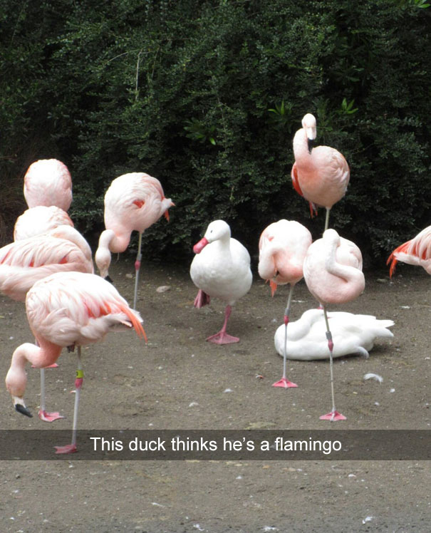 A duck stands among flamingos in a hilarious Snapchat moment.