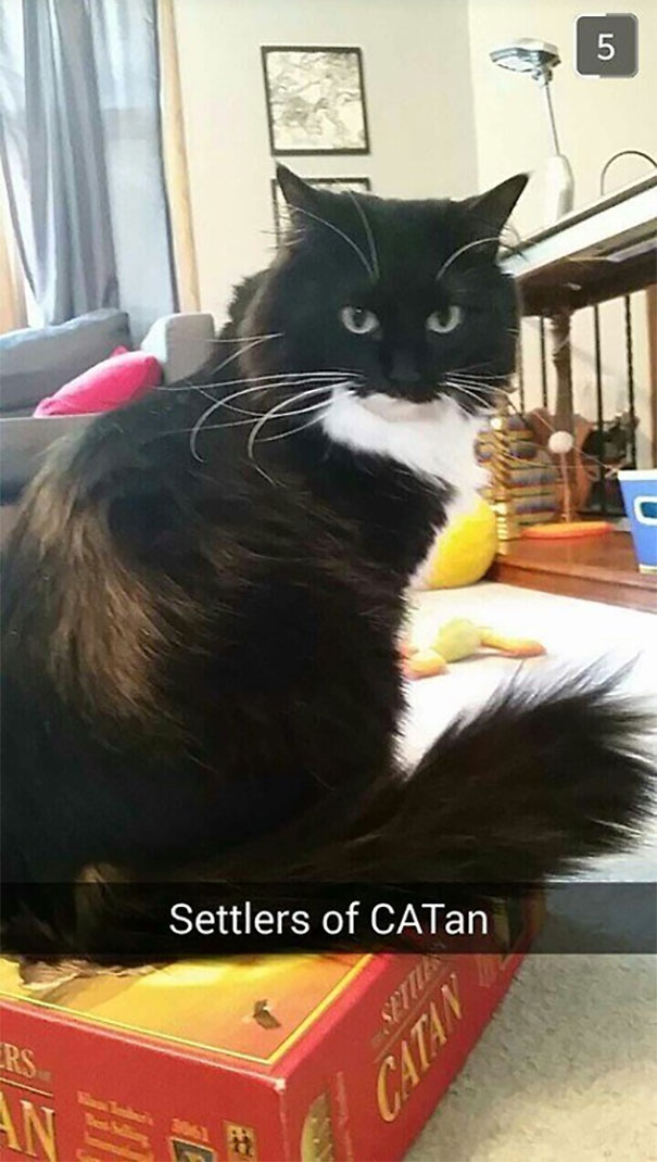Black and white cat sitting on Settlers of Catan box with a humorous Snapchat caption.