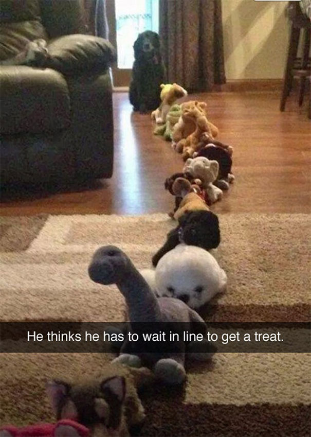 Dog waiting in line with stuffed animals, capturing a hilarious Snapchat moment.