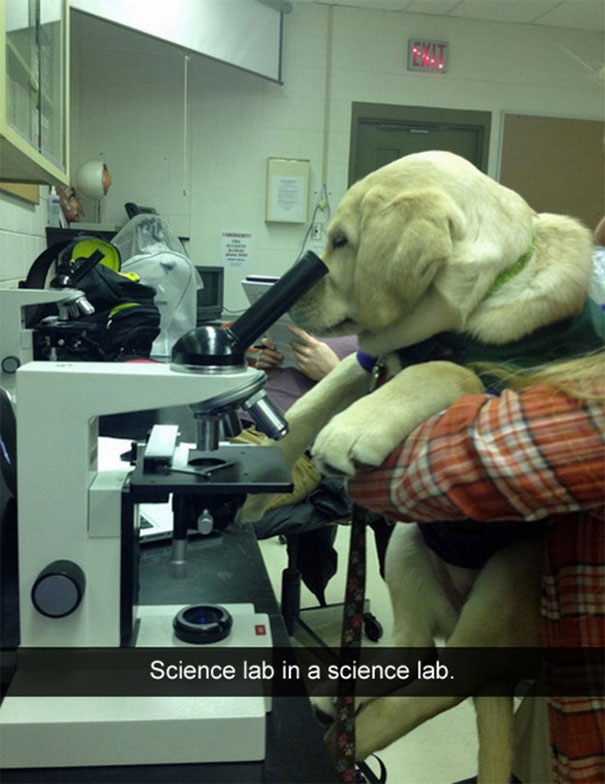 Dog hilariously using a microscope in a lab setting, creating a funny Snapchat moment.