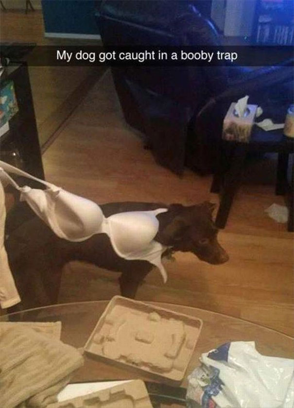 Dog hilariously caught in a bra, playful Snapchat moment capturing a funny scene.