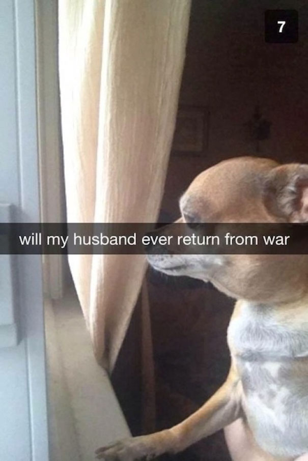 Dog looking out window with caption, “will my husband ever return from war,” showcasing a hilarious Snapchat moment.