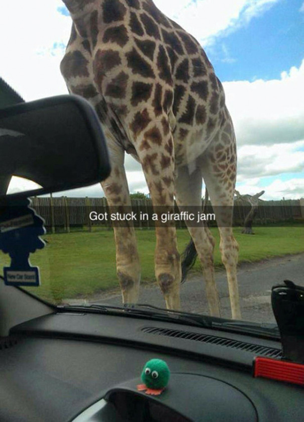Giraffe blocking car view in funny Snapchat with the text "Got stuck in a giraffic jam."
