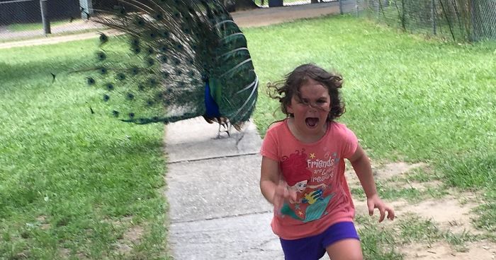 Family Trip To Petting Zoo Didn’t Go As Planned, Internet Response Is Hilarious
