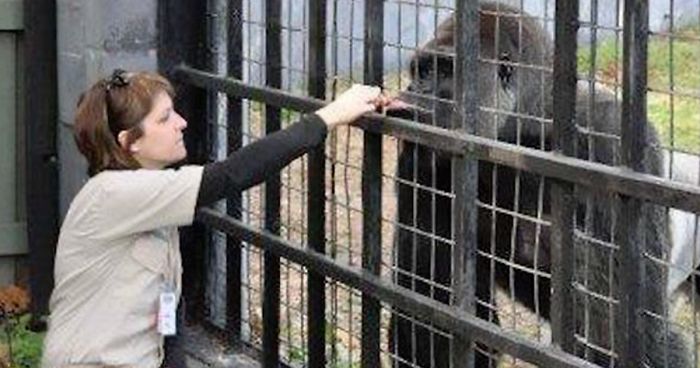 Zookeeper Finally Explains What Harambe Was Actually Doing With The Kid