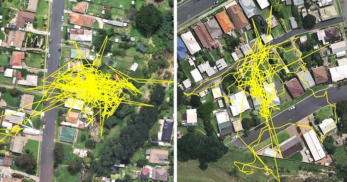 GPS Trackers Reveal Your Cat’s Adventures During The Night