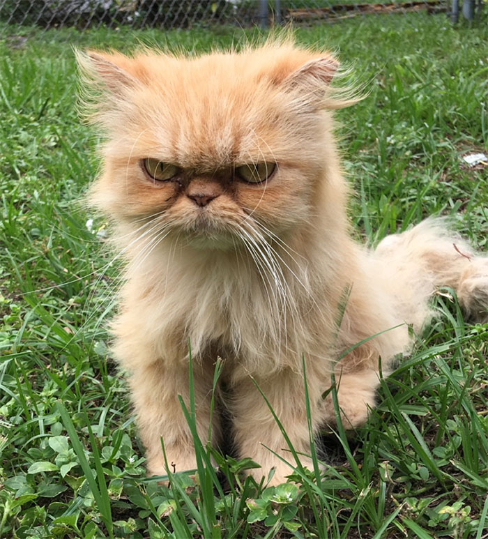 Homeless Grumpy Cat Found During House Inspection Gets Adopted, Hates Every Moment Of It