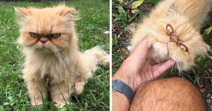 Homeless Grumpy Cat Found During House Inspection Gets Adopted, Hates Every Moment Of It