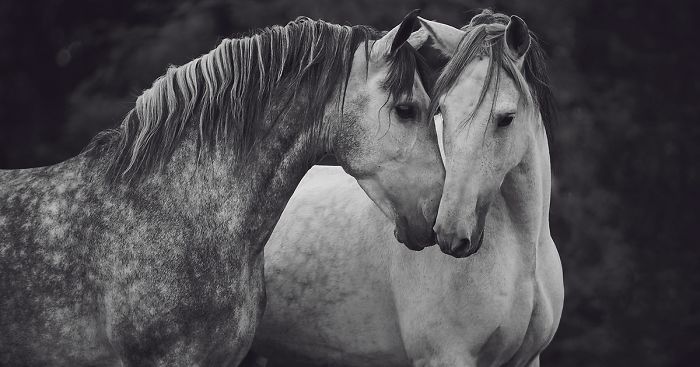 After Losing Myself, I Found Freedom In Horses