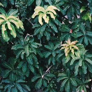 kirsten_dawn_fabilane avatar