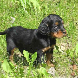 jessica-haringbechet avatar