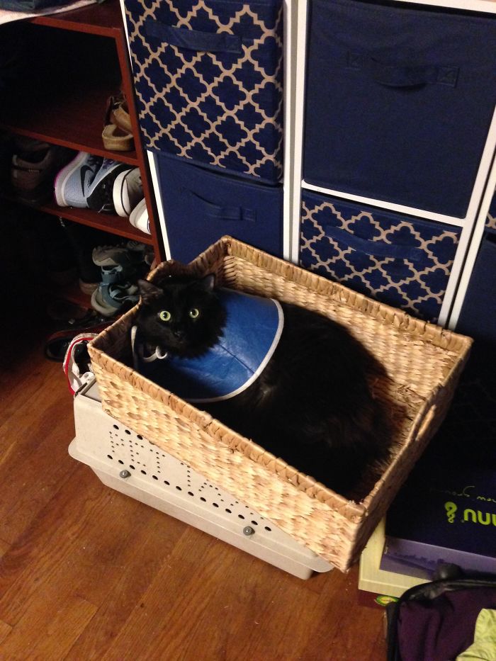 Wearing The Cone Of Shame After Having An Abcess.