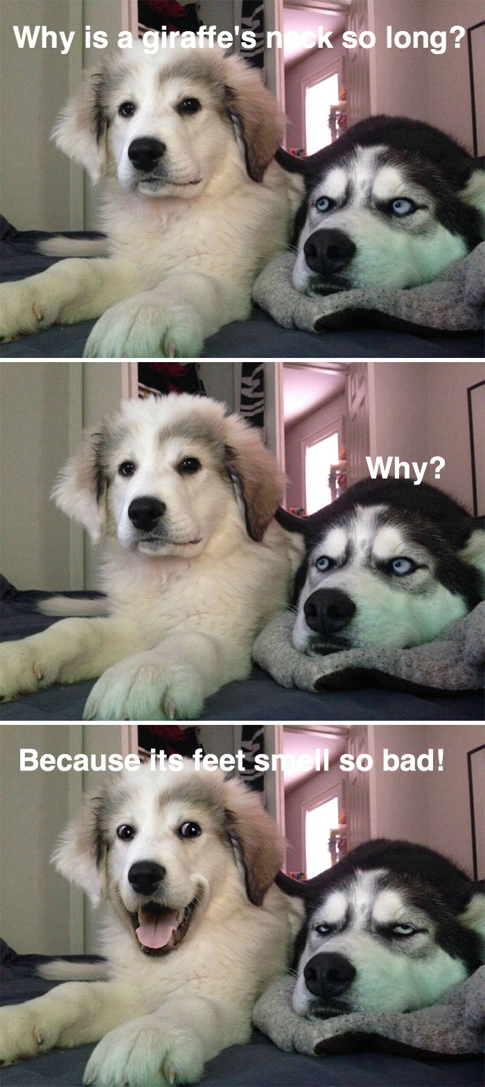 Why Is A Giraffe's Neck So Long?