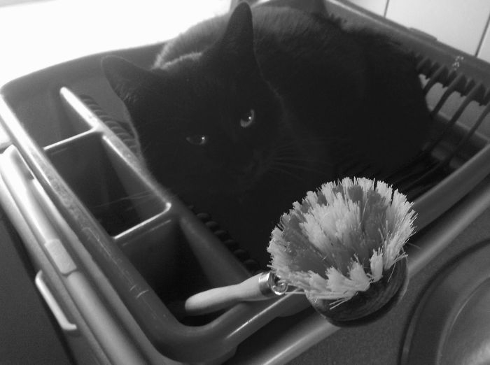 No Dishwashing Today