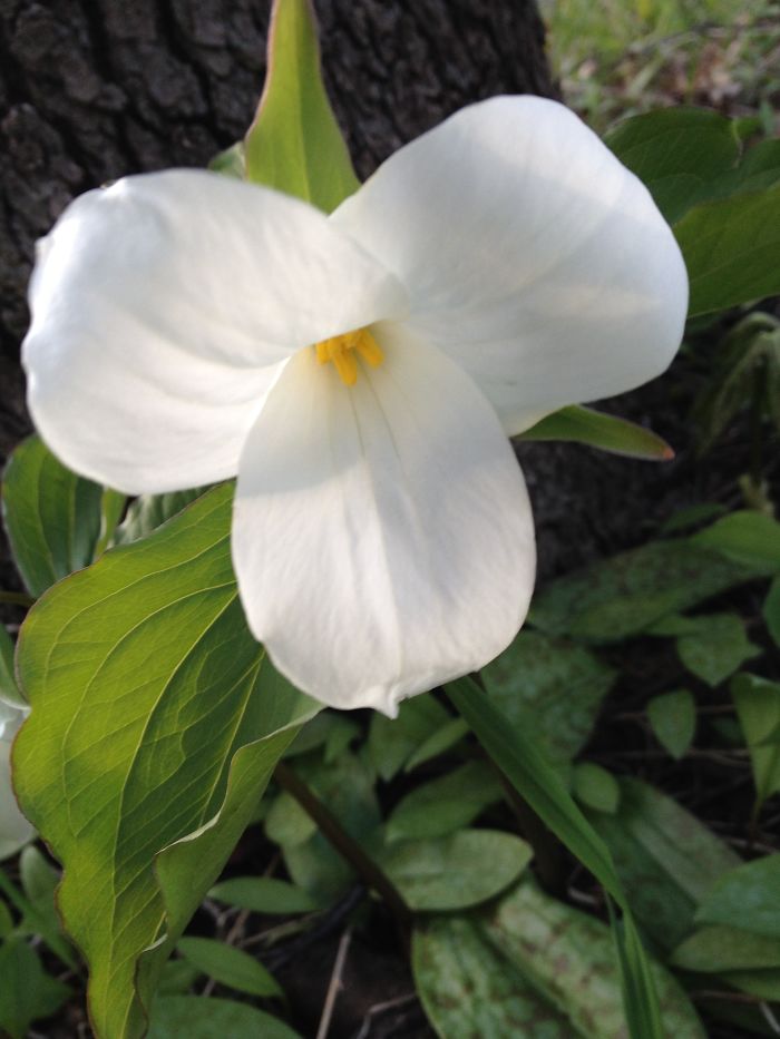 The Trillium In All It's Glory....