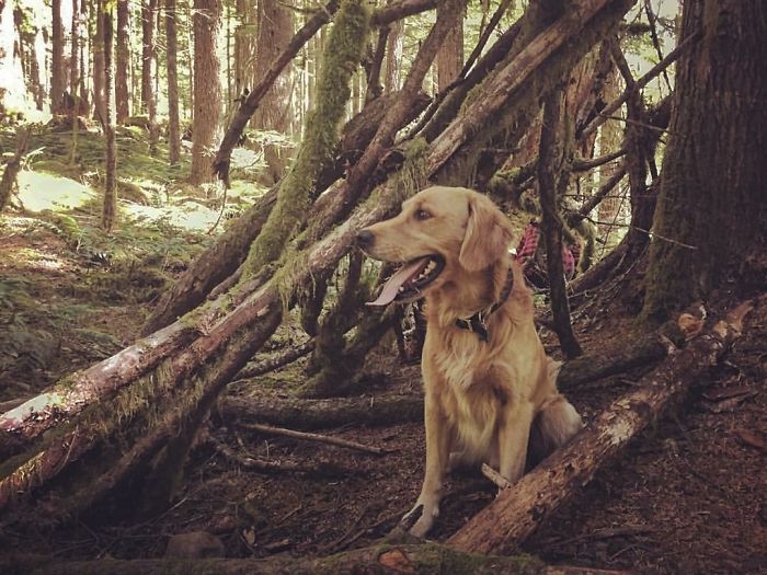 Oregon Dogs!.. Mr. Bentley