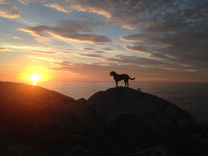 Rosie On Isle Au Haut, Maine, Usa - Sunset, November 5, 2015