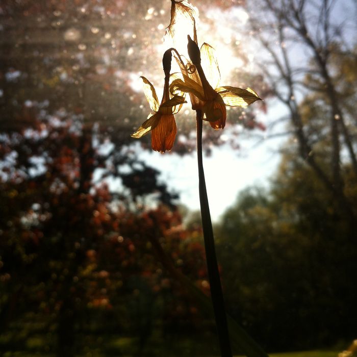 Flower In Front Of Window