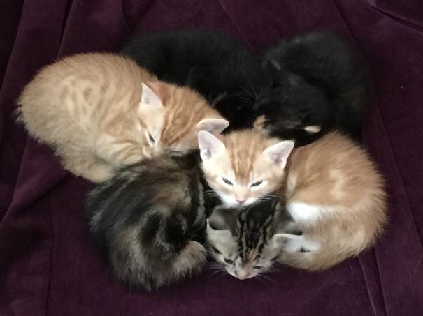 From Top To Bottom: Einstein, Phantom, Mr. Mango, Ella, Hunio