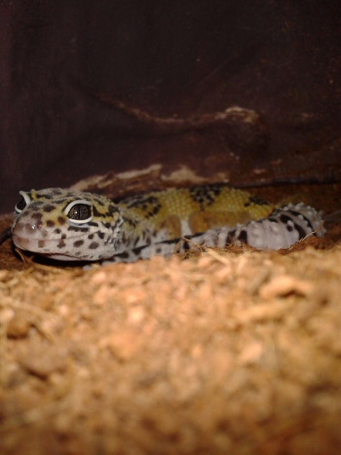First Day Home, Already Smiling.