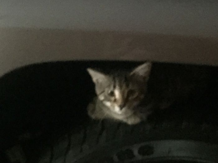 I Have The Weirdest Cat.