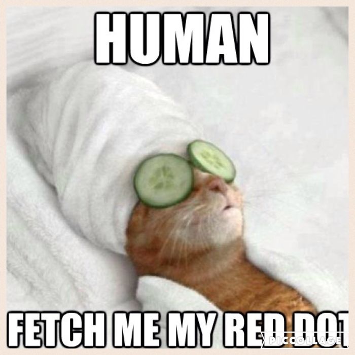 Cat Memes For A Better Day.