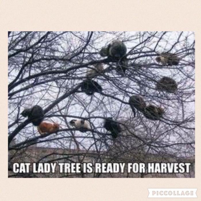 Cat Memes For A Better Day.