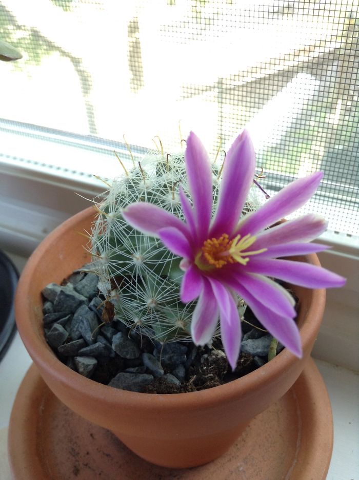 Cactus In Full Blossom