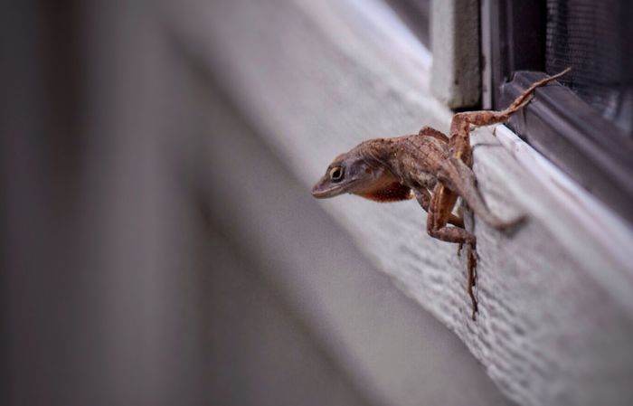 Who Wants A Bored Panda When You Can Have A Bored Gecko?