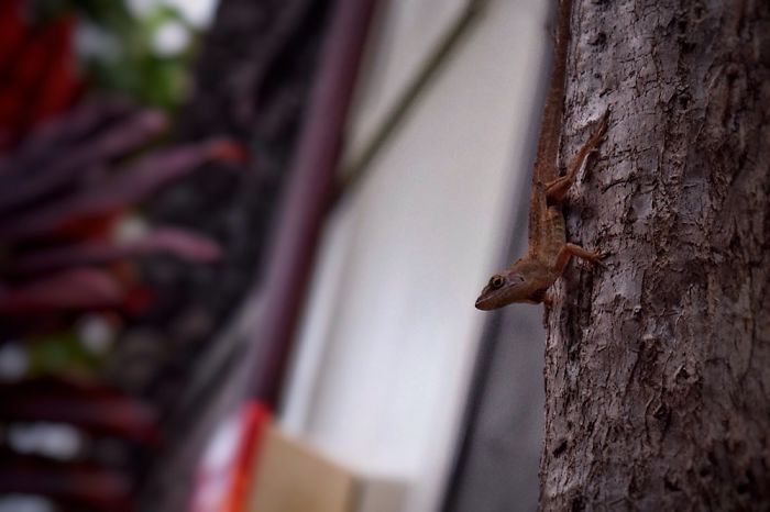 Who Wants A Bored Panda When You Can Have A Bored Gecko?