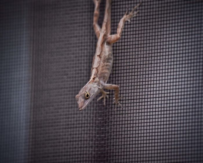 Who Wants A Bored Panda When You Can Have A Bored Gecko?