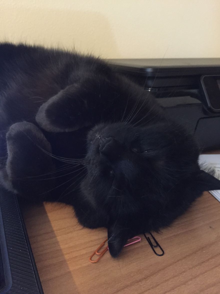 The Invinicible Cat The Invinicible Cat