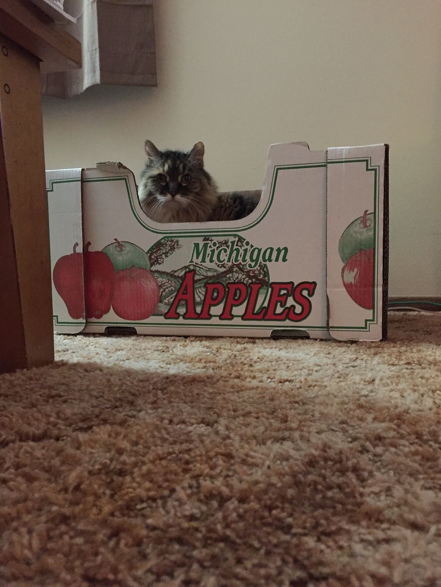 The Invinicible Cat The Invinicible Cat