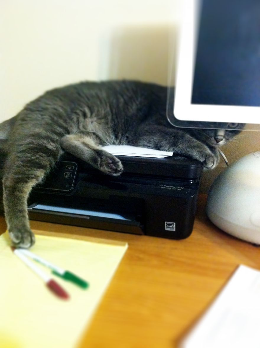 The Invinicible Cat The Invinicible Cat