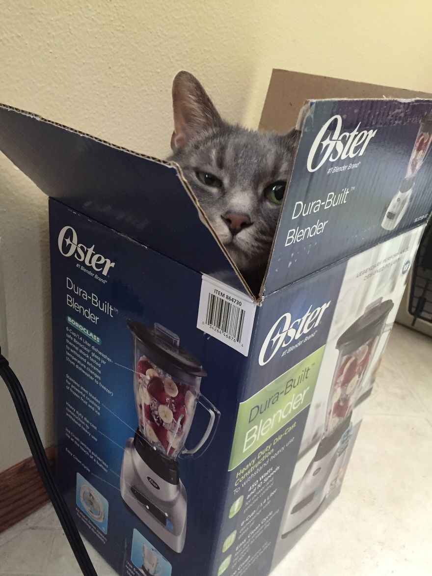 The Invinicible Cat The Invinicible Cat