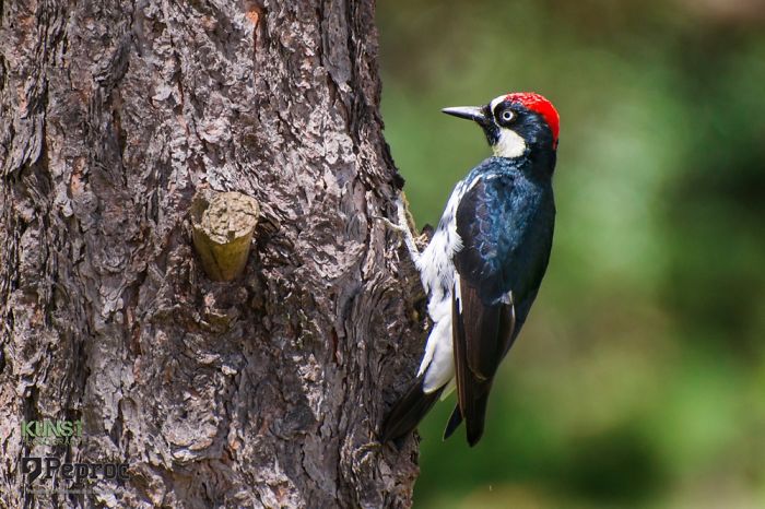 Carpintero Arlequín