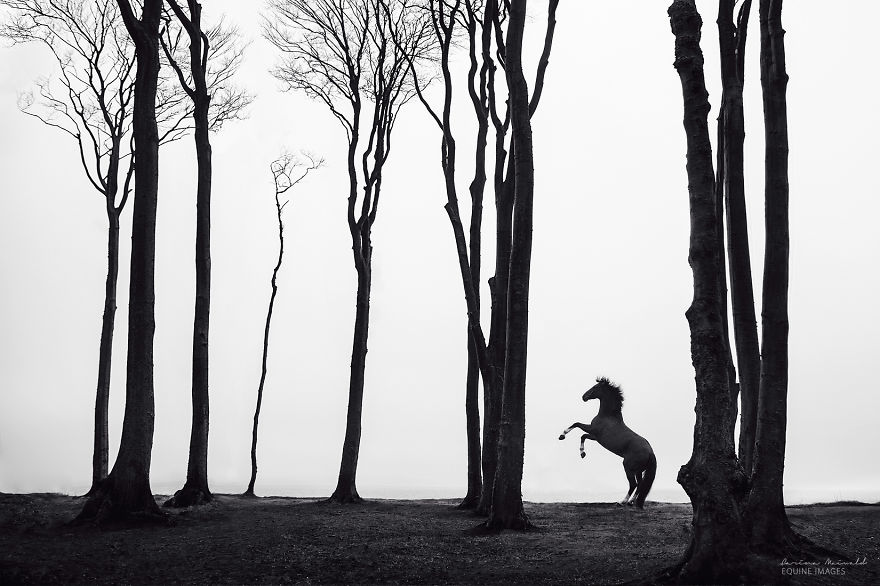 After Losing Myself, I Found Freedom In Horses After Losing Myself, I Found Freedom In Horses