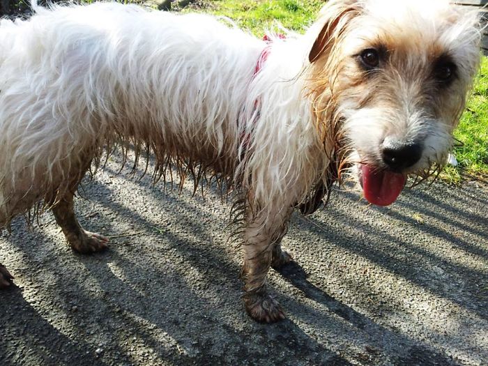 My Jack Russell Terrier Iza :)