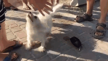 man-break-window-stone-dog-hot-car-3