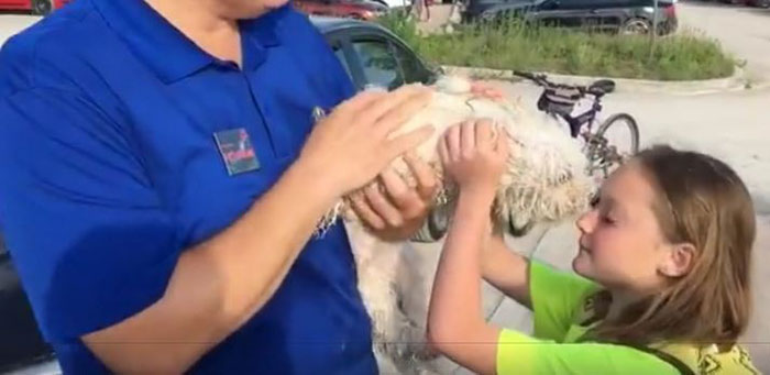 man-break-window-stone-dog-hot-car-4