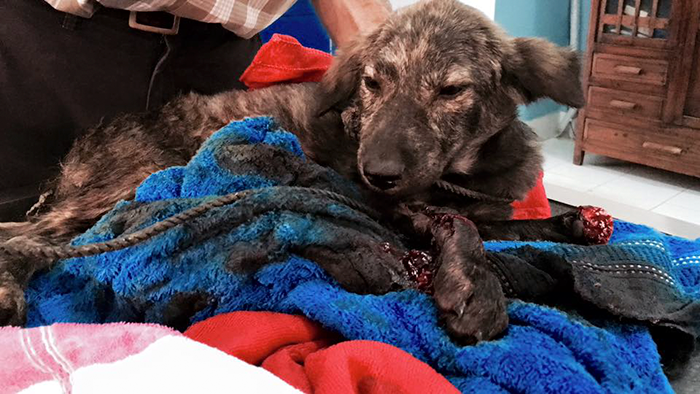 man-saves-1000-dogs-meat-festival-yulin-marc-ching-china-1