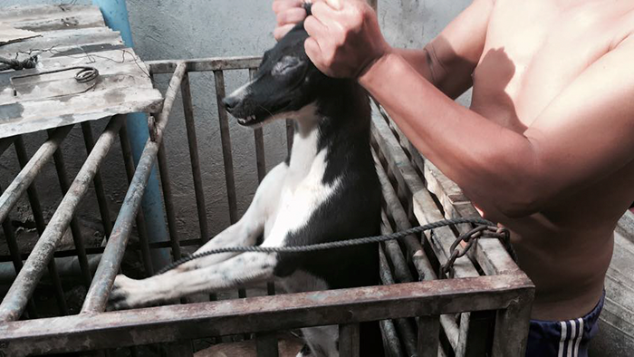 man-saves-1000-dogs-meat-festival-yulin-marc-ching-china-10