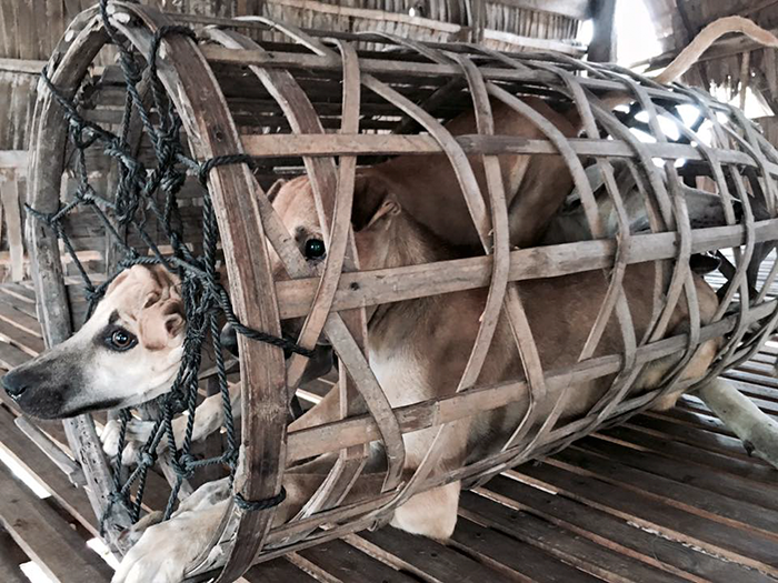 man-saves-1000-dogs-meat-festival-yulin-marc-ching-china-13