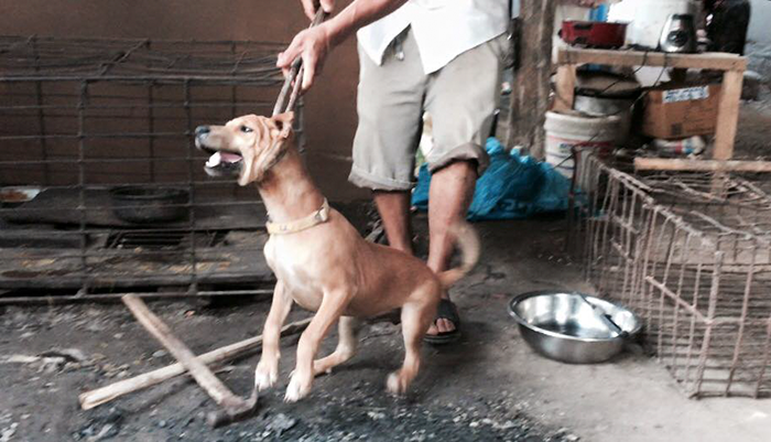 man-saves-1000-dogs-meat-festival-yulin-marc-ching-china-9