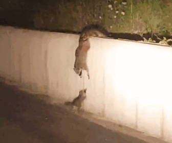 mother-helps-baby-climb-wall-raccoon-family-5